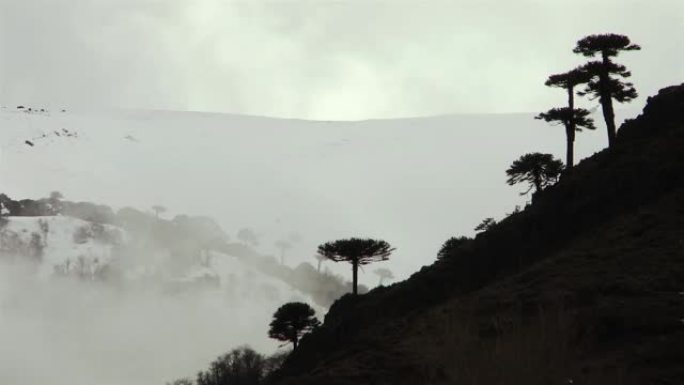 阿根廷巴塔哥尼亚一座小山上的山树和阳光。