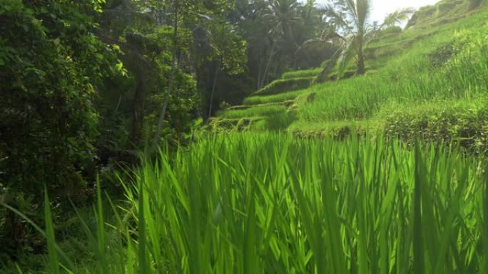 在印度尼西亚巴厘岛的tegalalang，万向节稳定的梯田跟踪拍摄。