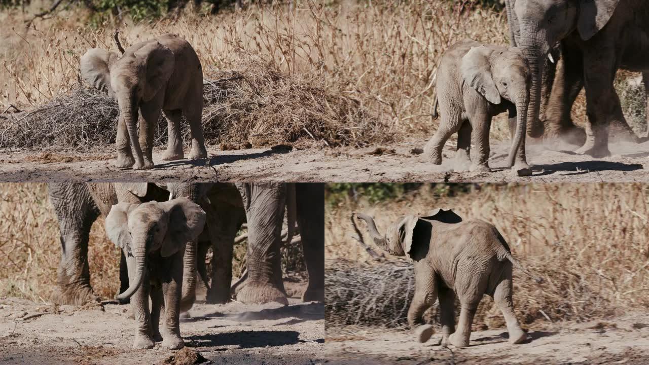 纳米比亚埃托沙国家公园，一只可爱的小象在水坑边缘行走的4k特写视图，背景是成年人