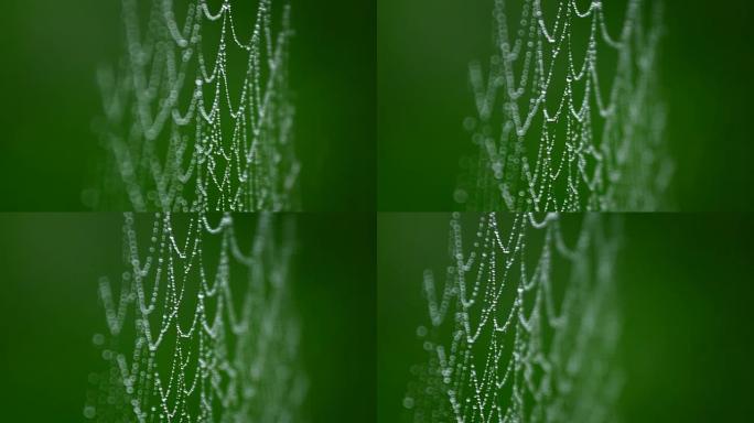 绿色背景蜘蛛网