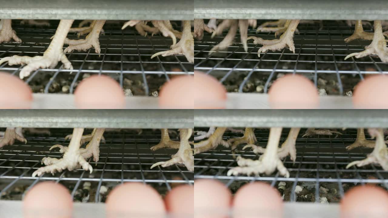 4k近距离观察一只笼养鸡蛋的母鸡的脚站在铁丝笼中