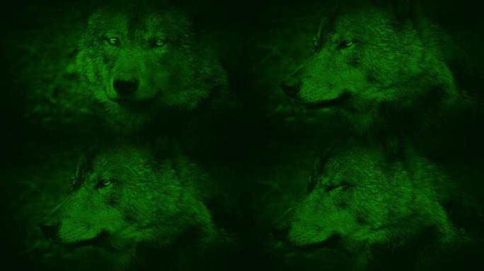 木材狼的夜视视图豺狼的夜视视图