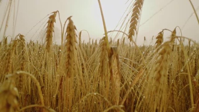 薄雾中的金麦穗逆光麦田里穿梭种植业