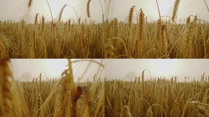 薄雾中的金麦穗逆光麦田里穿梭种植业