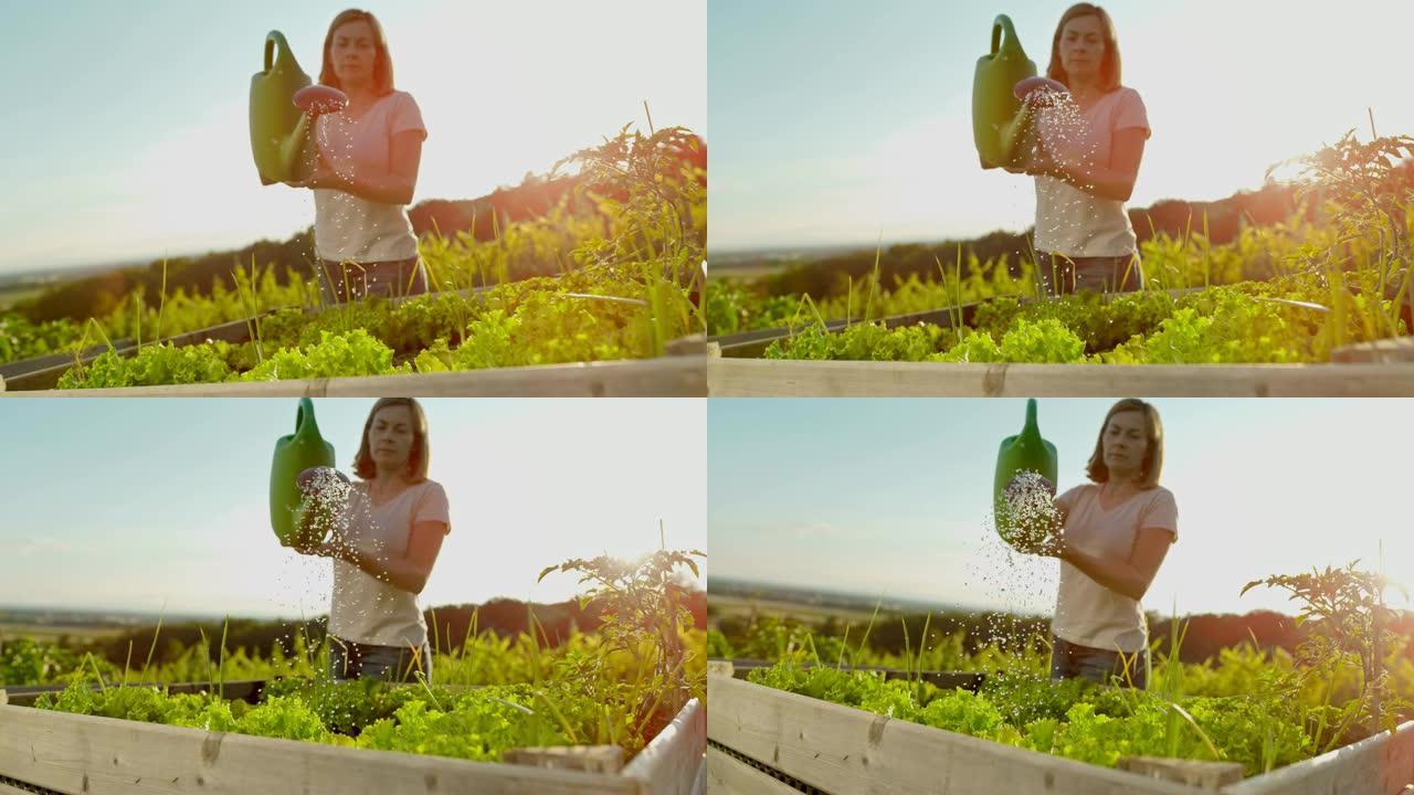 SLO MO女人浇灌生菜头