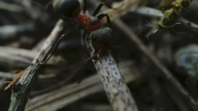 蚂蚁在蚁群工作