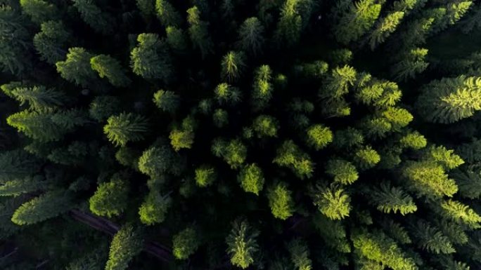 空中无人机拍摄了欧洲森林中的绿树。早晨的阳光突出了树木的顶部