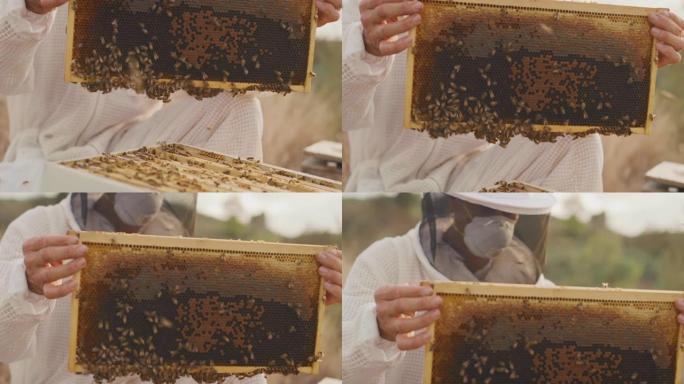 日落时收获蜂蜜蜂蜜蜜蜂养蜂人