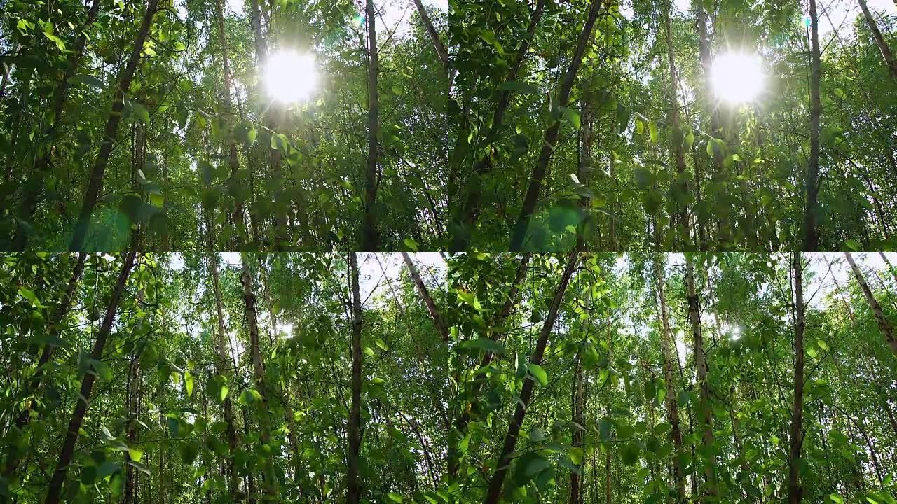 光存活树桉树光桉树森林