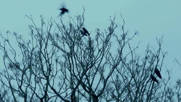 树枝上的鸟栖息并飞走