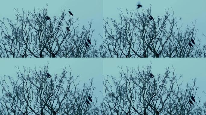 树枝上的鸟栖息并飞走
