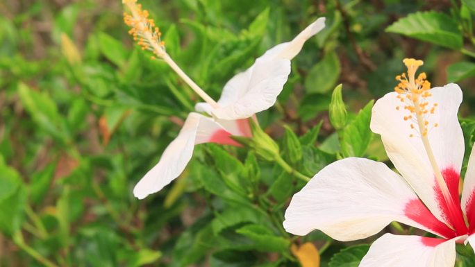 唯美白色木芙蓉花黄色木芙蓉花