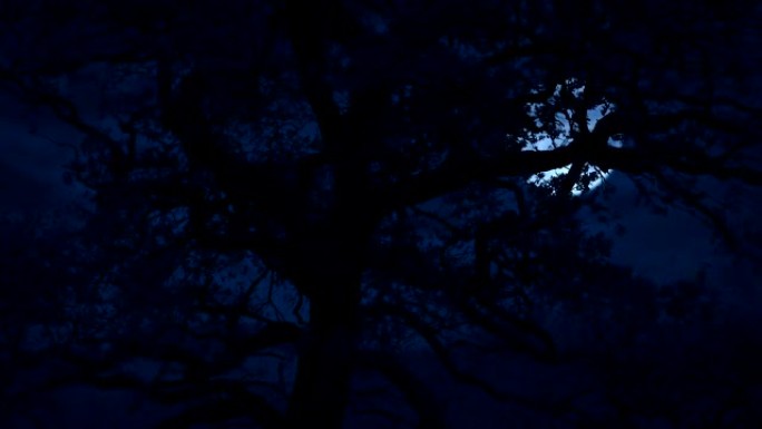 暴风雨之夜，树后的恐怖月亮