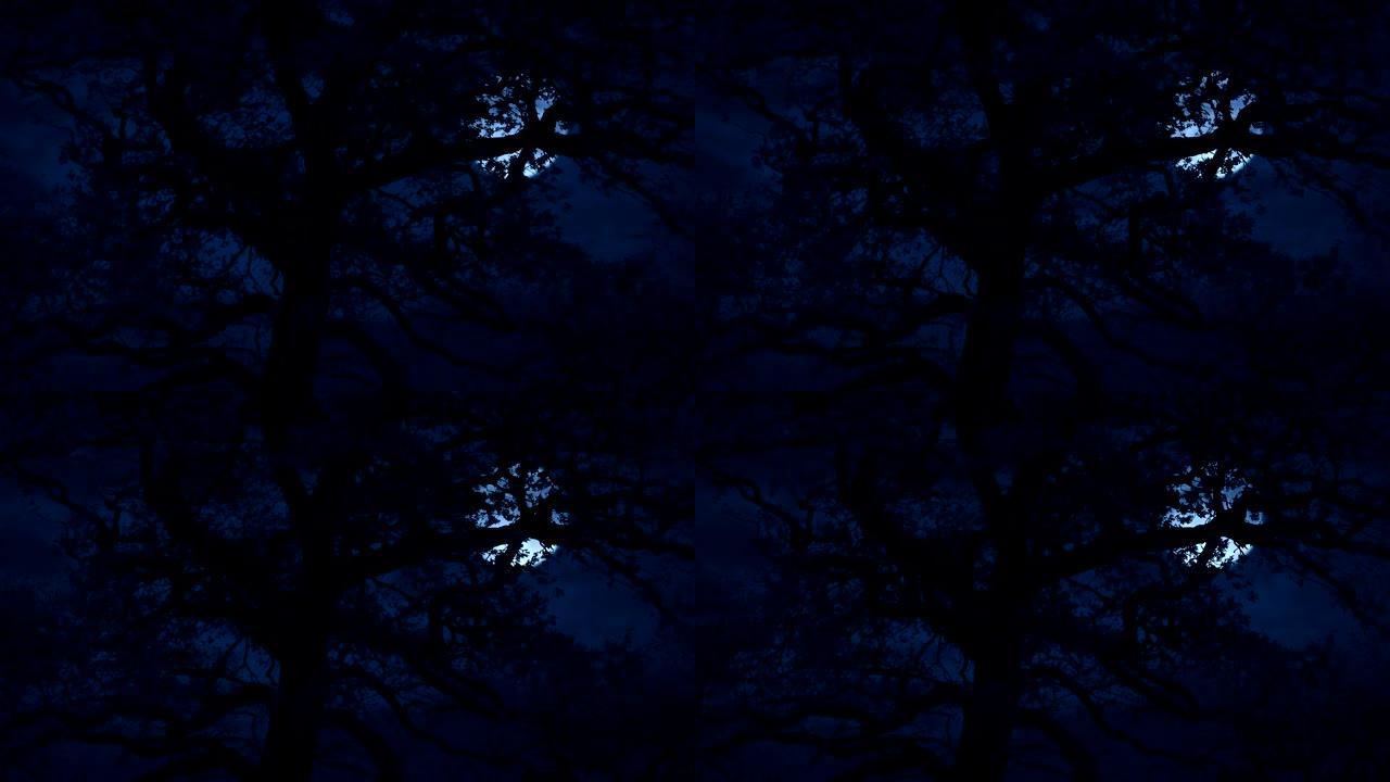 暴风雨之夜，树后的恐怖月亮
