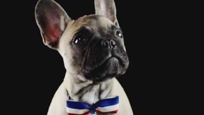 黑色背景下戴着领结的法国斗牛犬小狗的工作室肖像