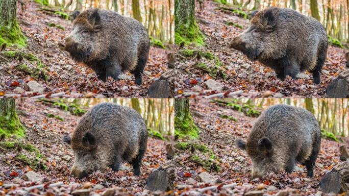 Wild Boar in the Forest