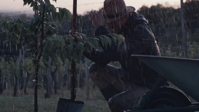 男子女士在多雨的果园里用铲子种植果树。农民用铲子在多雨的果园里种植果树。