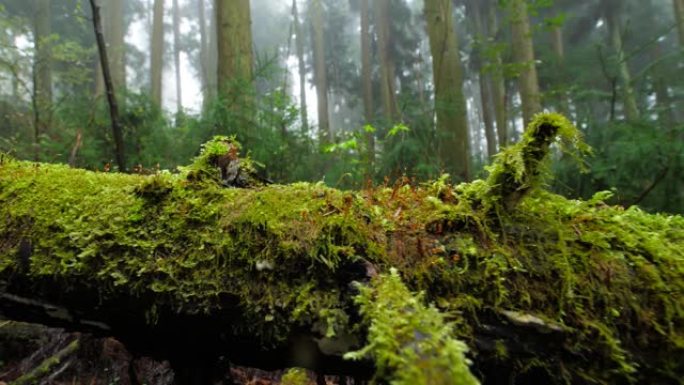 森林里覆盖着绿色苔藓的木头
