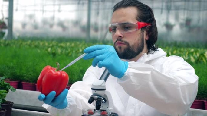 生物学家用移液管检查成熟的甜椒。