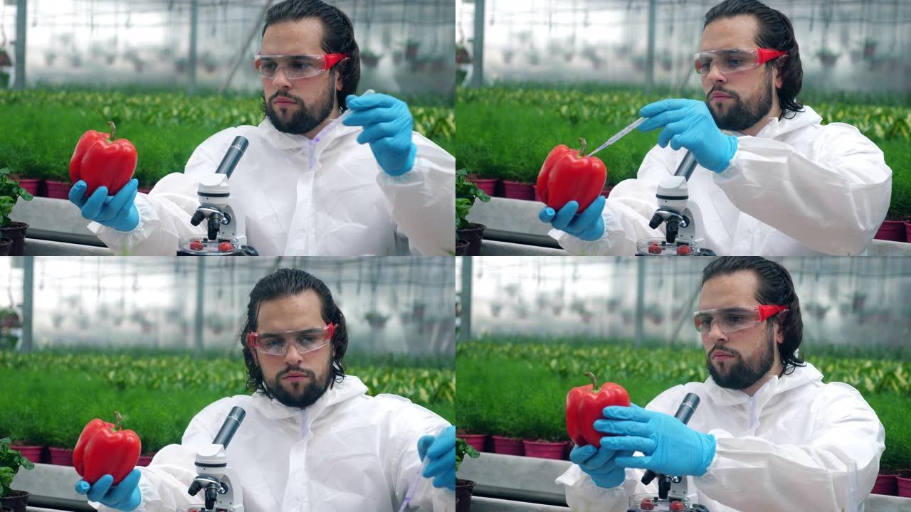 生物学家用移液管检查成熟的甜椒。