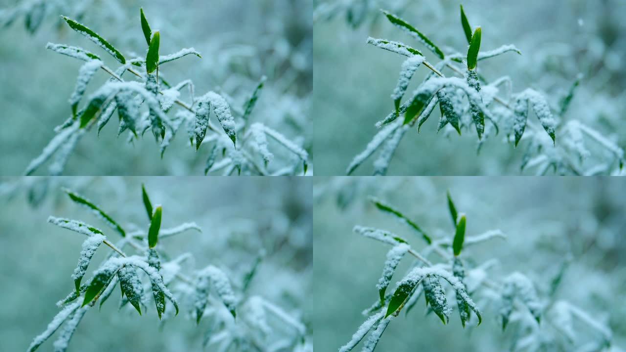 雪落在竹叶上树枝绿叶积雪