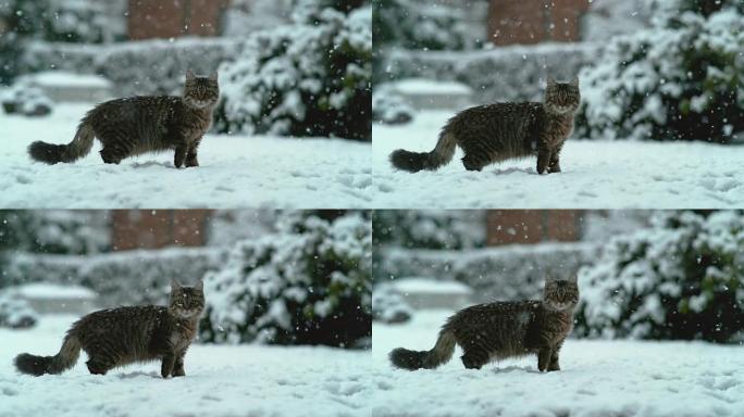 慢动作: 可爱的小猫，长长的棕色皮毛站在白雪皑皑的后院。