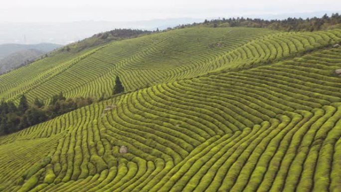 山上绿茶田的鸟瞰图