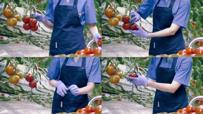温室工人收集的红色西红柿的特写
