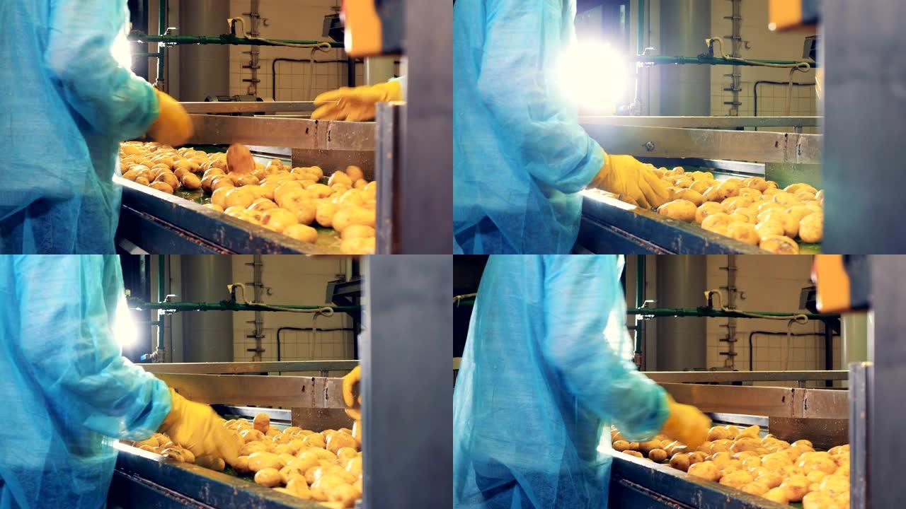 土豆被工人分类并切成两半