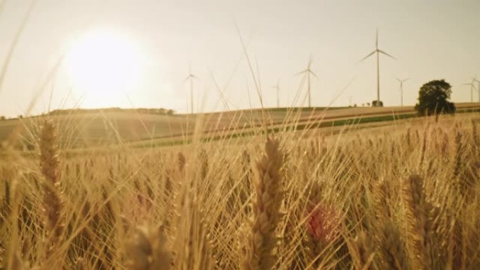 日落时小麦对风力涡轮机的耳朵