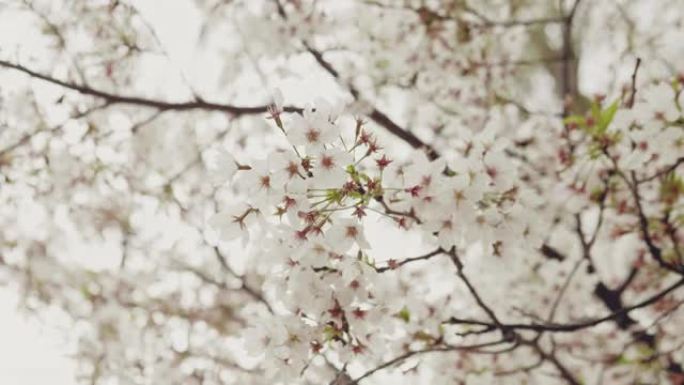 日本樱花白花樱花树