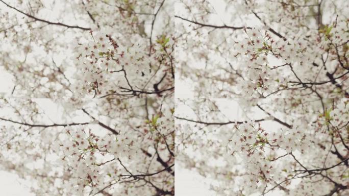 日本樱花白花樱花树