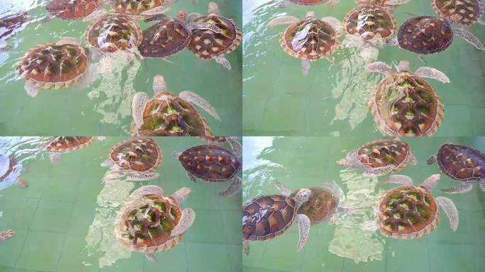 绿海龟泰国海龟