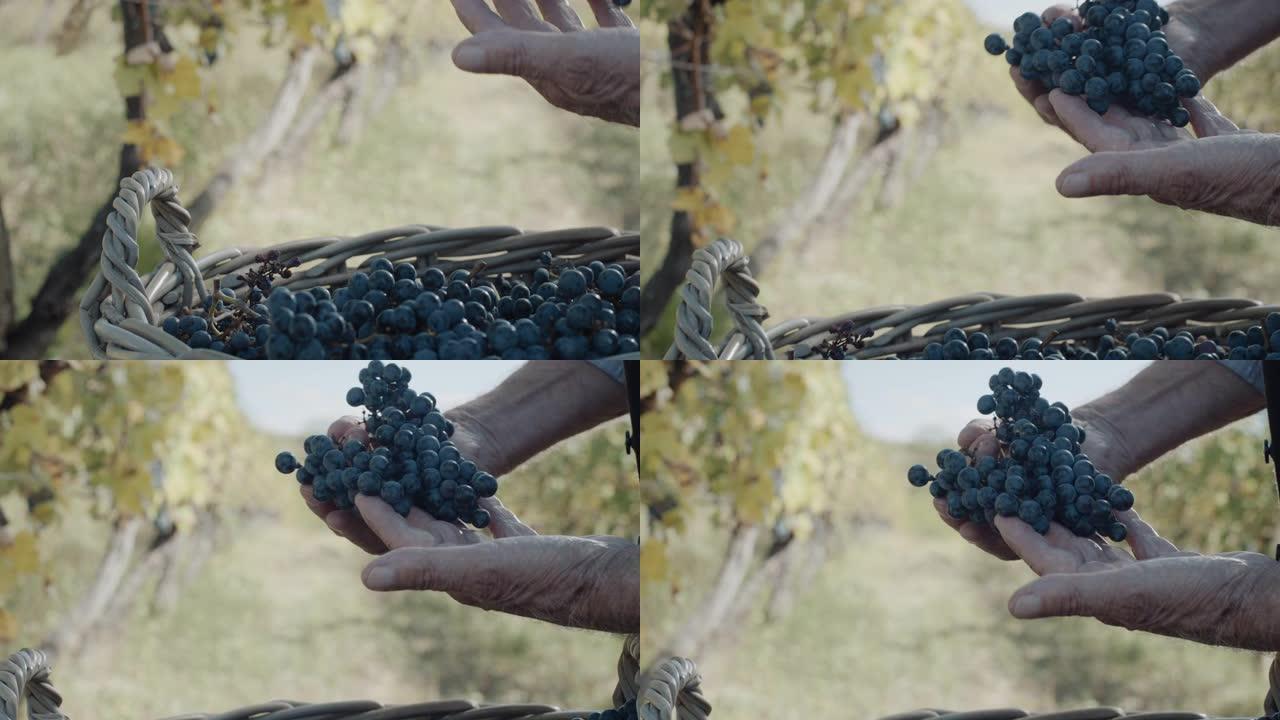 手与新鲜美味的深蓝色葡萄