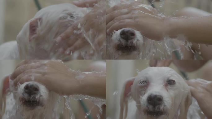 洗小白狗