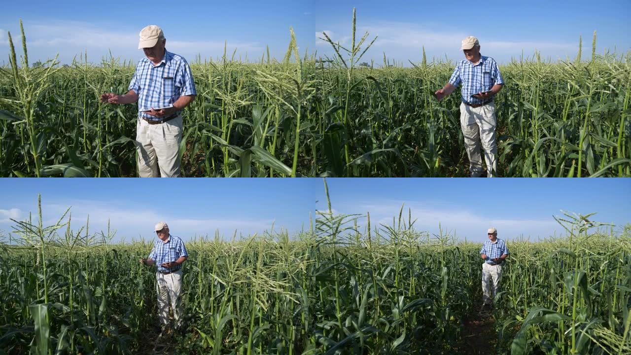 使用数字平板电脑的农民的4k缩小视图，在大型蔬菜农场中行走并监视玉米作物