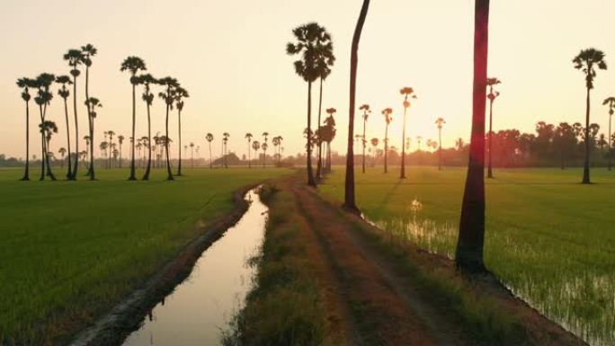 多莉背: 日出时间的乡间小路进入稻田和棕榈树。