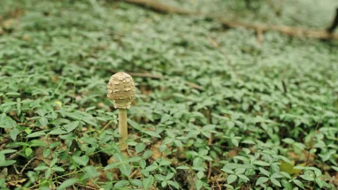 蘑菇女士生长在森林里。雨伞