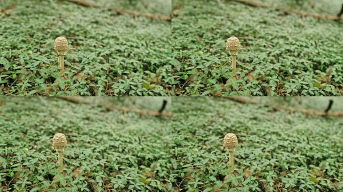 蘑菇女士生长在森林里。雨伞