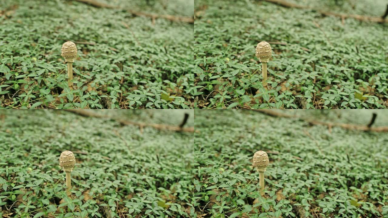 蘑菇女士生长在森林里。雨伞
