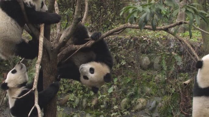 可爱的熊猫熊玩耍中国国宝黑白配大熊猫爬树