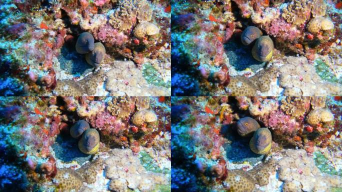 在石头下充满活力的珊瑚附近的蓝色大海上，Murena发现了蛇。