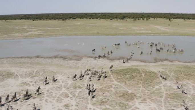 在博茨瓦纳Makgadikgadi平底锅上的水坑中，游走的斑马群的空中飞行