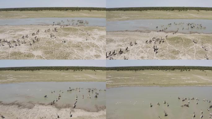 在博茨瓦纳Makgadikgadi平底锅上的水坑中，游走的斑马群的空中飞行