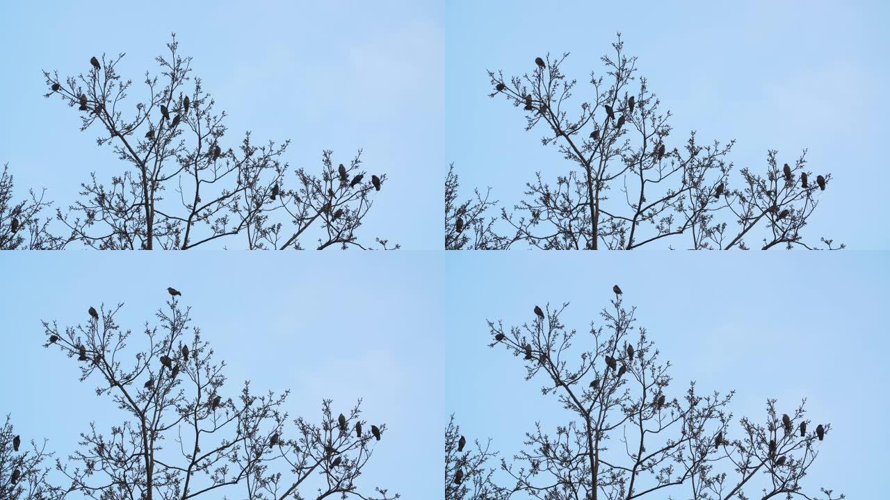 鸟群在冬季树顶4k