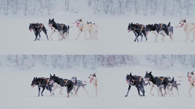 SLO MO PAN雪橇狗在雪地里奔跑