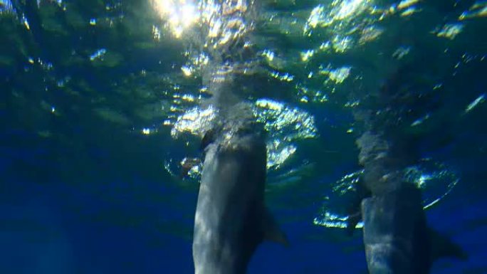 海豚游泳海豚水下海底