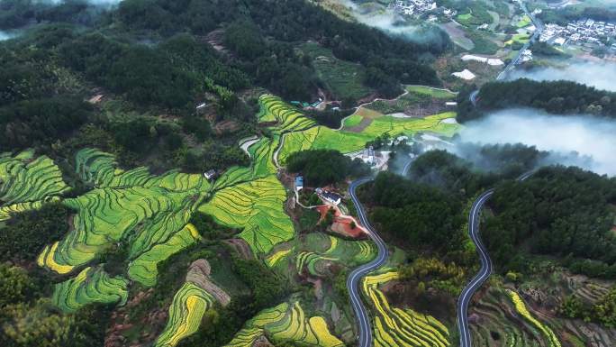 安徽黄山灵山油菜花梯田航拍