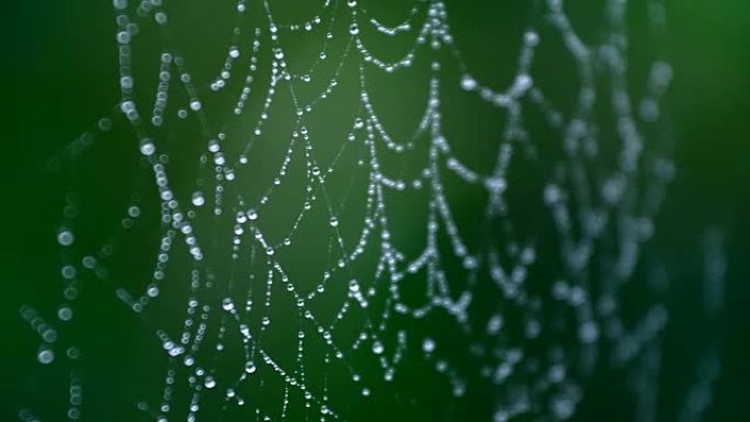 绿色背景蜘蛛网