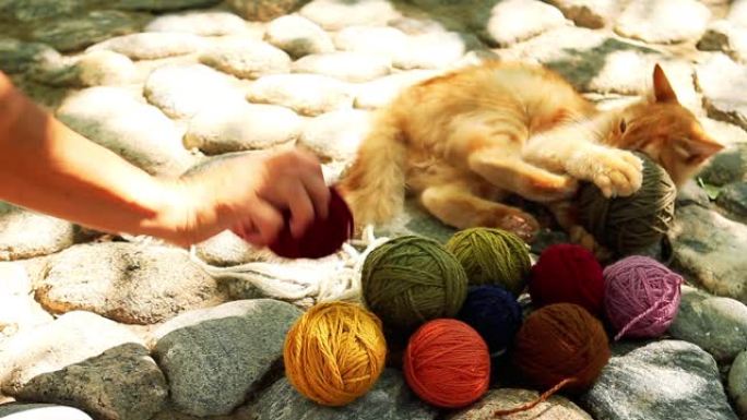 猫玩毛线球。橘猫猫咪小猫